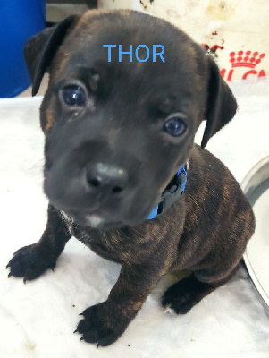 Thor