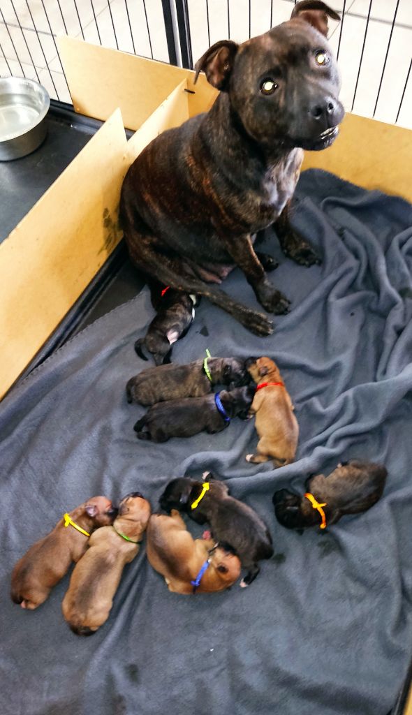 chiot Staffordshire Bull Terrier Della Terra Dell'etna